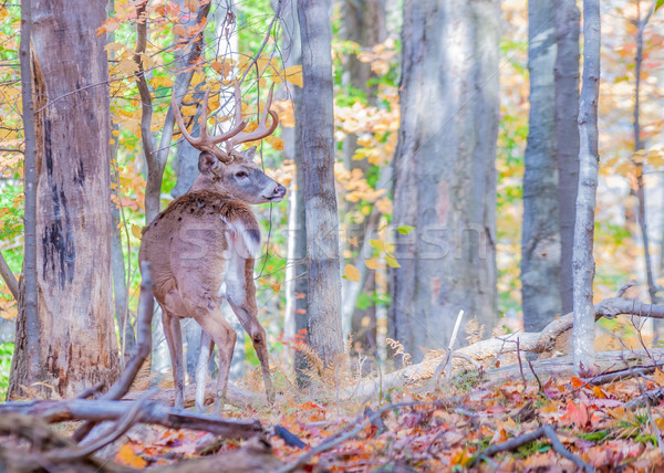 Whitetail Deer Buck Stock photo © brm1949