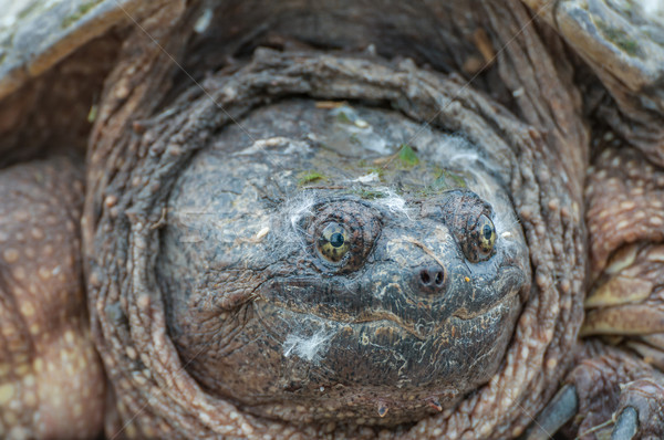 Snapping Turtle. Stock photo © brm1949