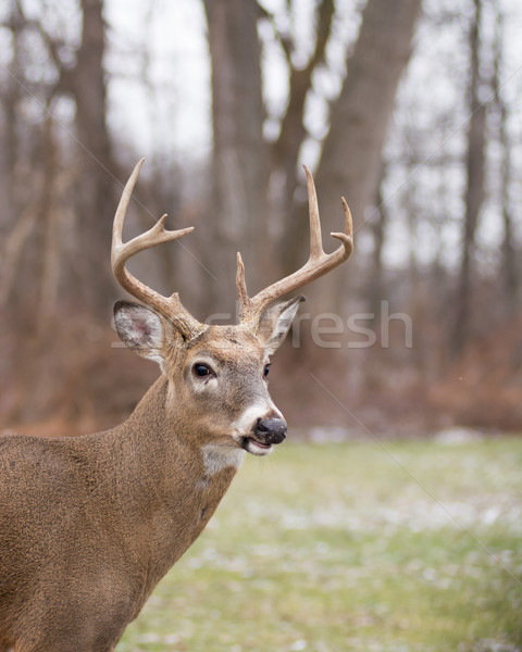 Stock photo: Whitetail Deer Buck