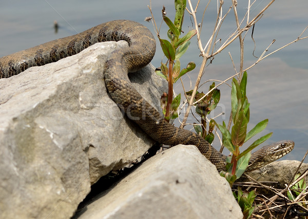 Northern Water Snake Stock photo © brm1949