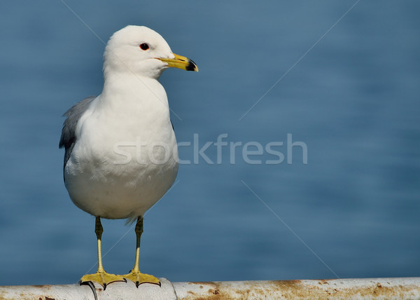 Foto stock: Gaviota · metal · mar · lago