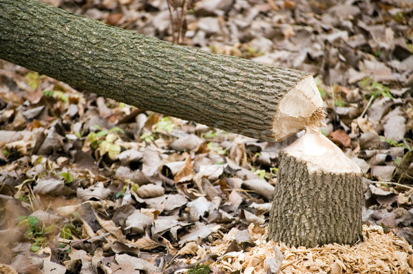 Castor arbre dommage résultats quoi occupés Photo stock © brm1949