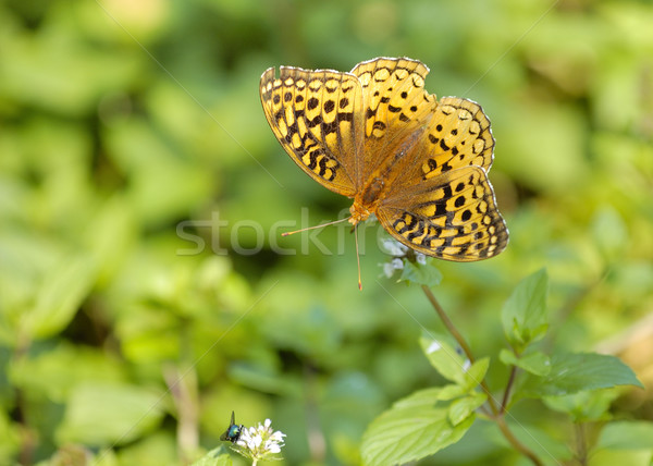 Great Spangled Fritillary Butterfly Stock photo © brm1949