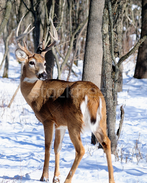 Whitetail Deer Buck Stock photo © brm1949