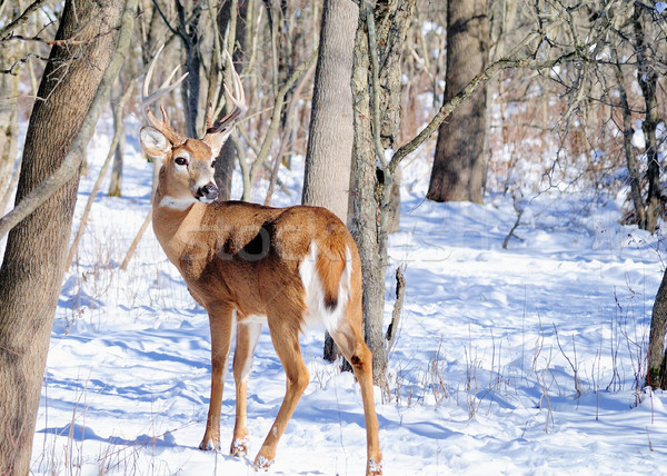 Hirsch buck stehen Wald Natur Stock foto © brm1949