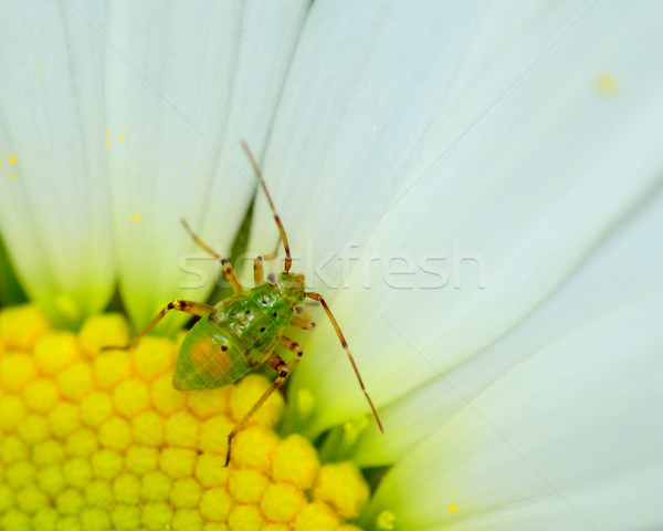 Tarnished Plant Bug Nymph Stock photo © brm1949