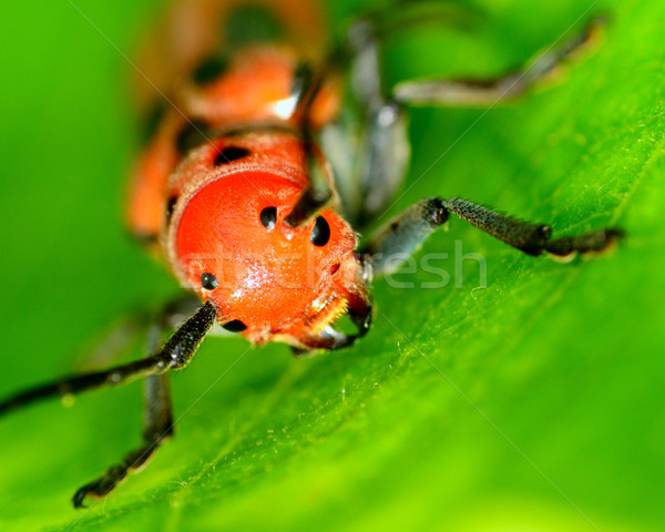 Käfer Makro erschossen Insekt Fehler Stock foto © brm1949