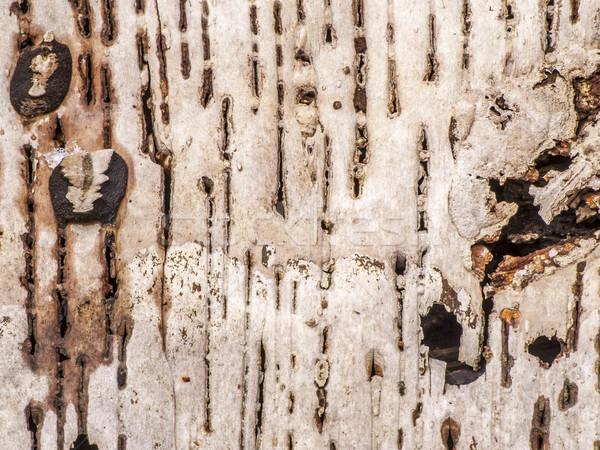 árvore casca papel de parede arte textura floresta Foto stock © brm1949