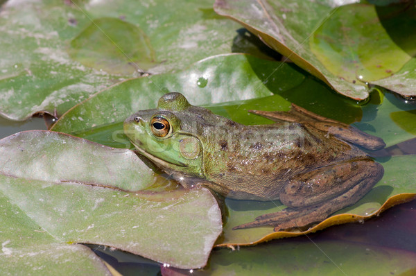 Bullfrog On A Lilly Pad Stock photo © brm1949