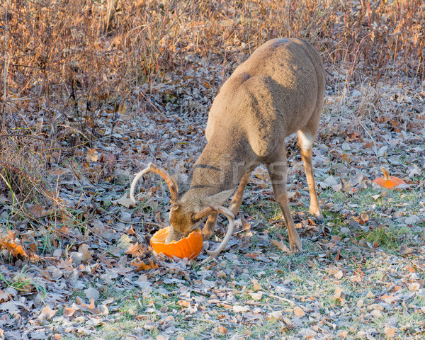 [[stock_photo]]: Cerfs · buck · permanent · domaine · nature · trophée