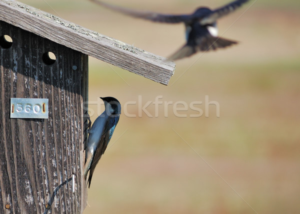 Tree Swallow Stock photo © brm1949