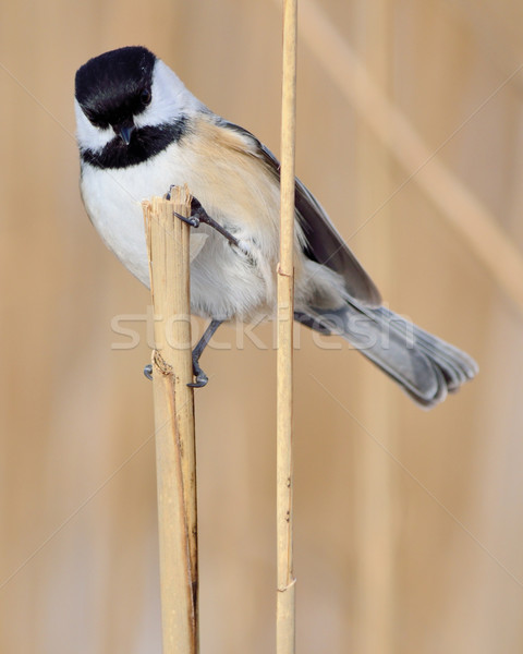 Black-capped Chickadee Stock photo © brm1949