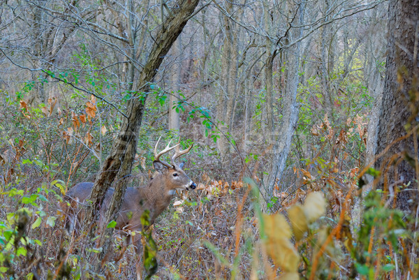 Whitetail Deer Buck Stock photo © brm1949