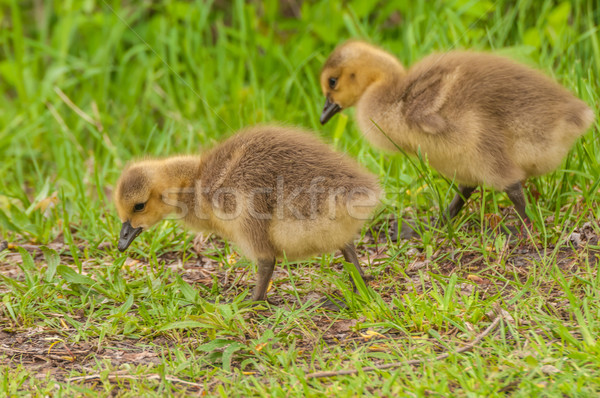 Canada Goose Goslings Stock photo © brm1949