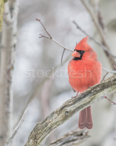 Male Cardinal  Stock photo © brm1949