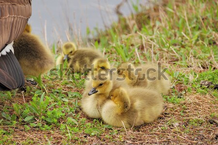 Canada Goose Goslings Stock photo © brm1949