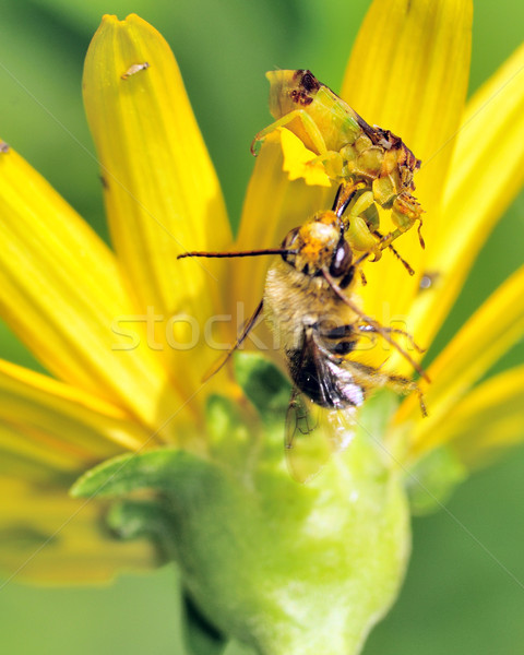 Ambush Bug Stock photo © brm1949