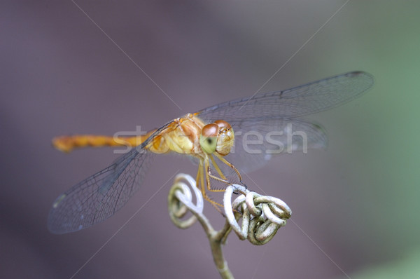 Libelle weiblichen Insekt Makro Stock foto © brm1949