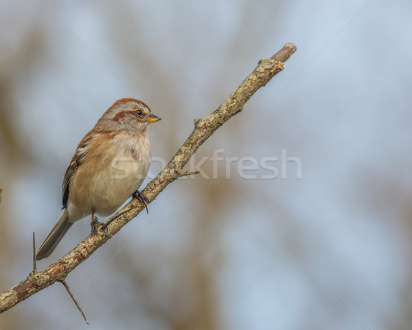 Tree Sparrow Stock photo © brm1949