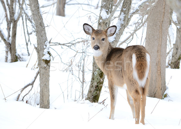 鹿 常設 樹林 冬天 雪 性質 商業照片 © brm1949