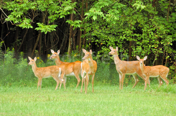 Whitetail Deer Does Stock photo © brm1949