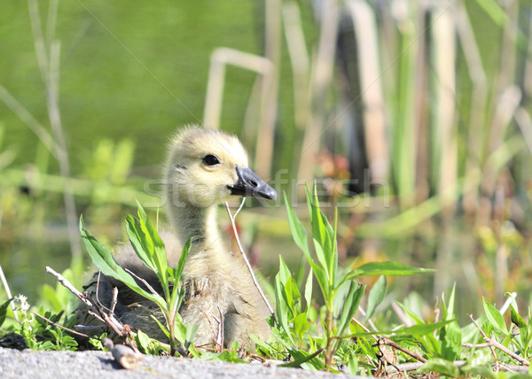 Canada Goose Gosling Stock photo © brm1949