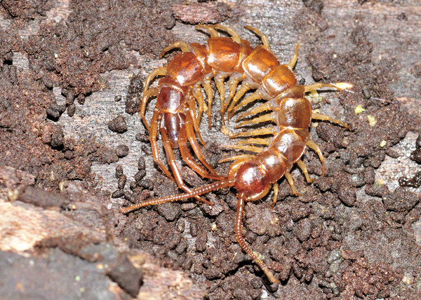 Centipede Stock photo © brm1949