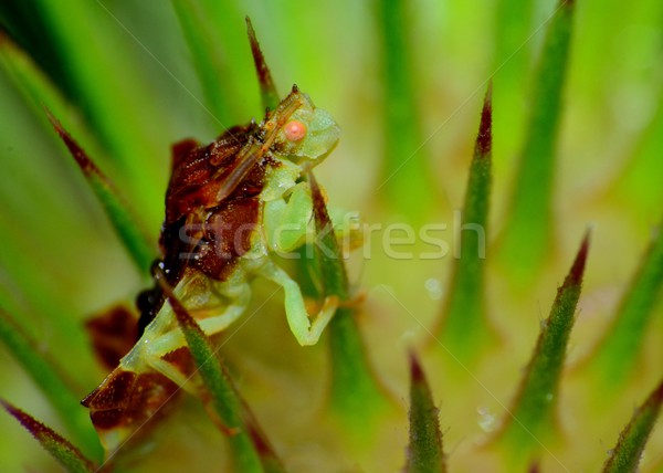 Böcek doğa makro bekleme yaban hayatı Stok fotoğraf © brm1949
