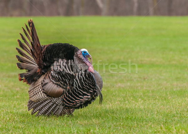 Wild Turkey  Stock photo © brm1949