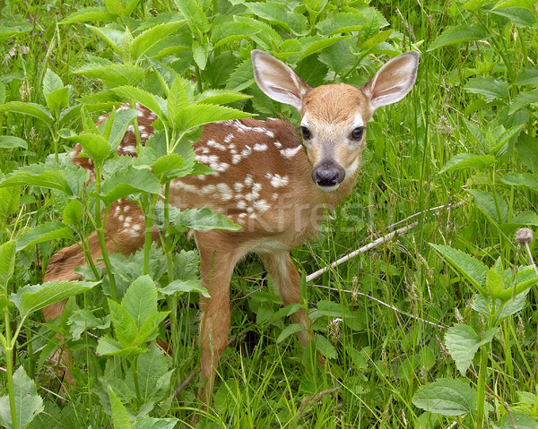 Whitetail Deer Fawn Stock photo © brm1949