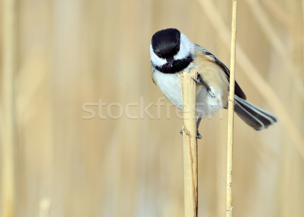 Black-capped Chickadee Stock photo © brm1949