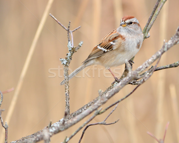 Foto stock: Gorrión · árbol · aves · animales