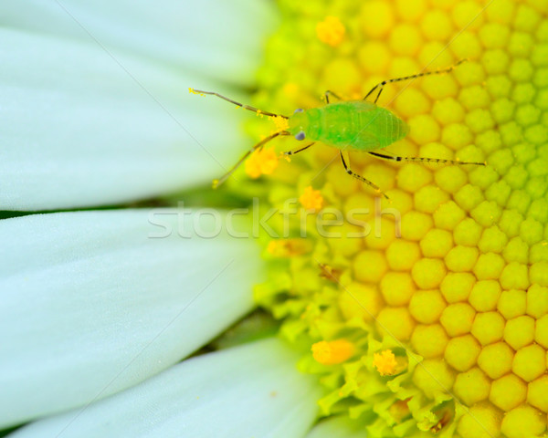 Insect Nymph Stock photo © brm1949