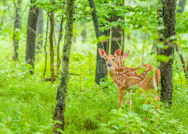 鹿 討好 常設 樹林 夏天 年輕 商業照片 © brm1949