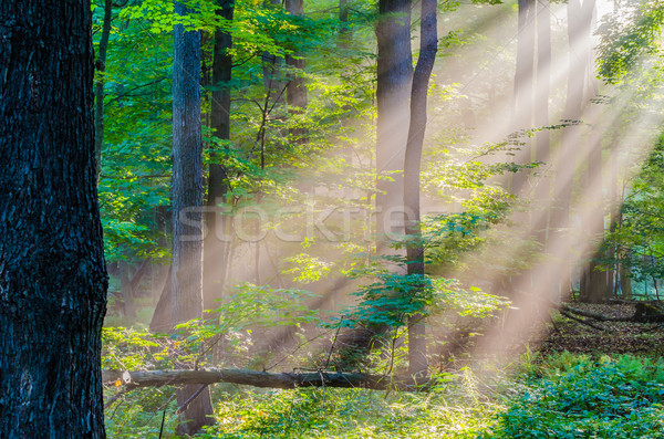 Mattina luce raggi splendente boschi foresta Foto d'archivio © brm1949