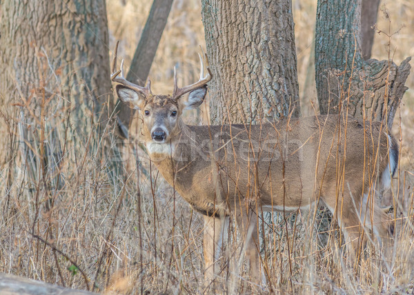 Whitetail Deer Buck Stock photo © brm1949