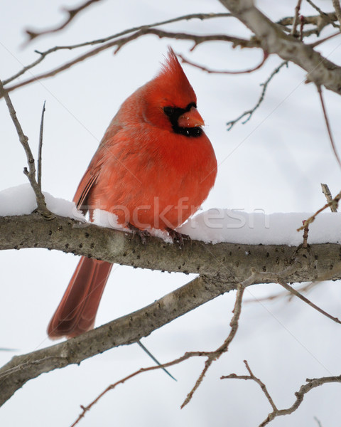 Northern Cardinal Stock photo © brm1949