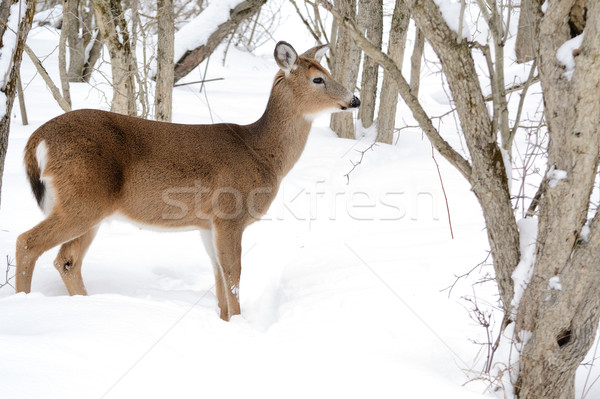 Whitetail Deer Doe Stock photo © brm1949