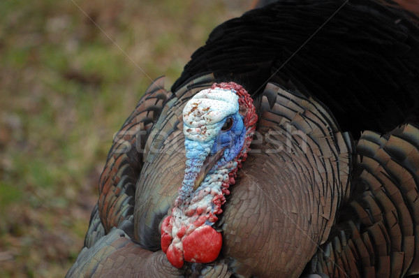 Wild Turkey (Meleagris gallopavo) Stock photo © brm1949