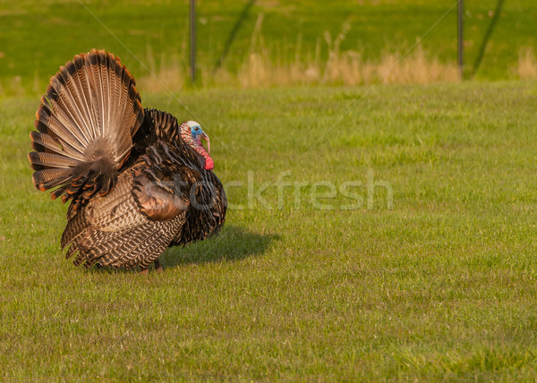 Wild Turkey  Stock photo © brm1949