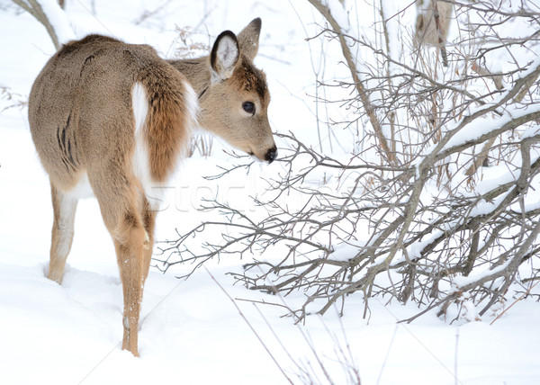 Whitetail Deer Yearling Stock photo © brm1949