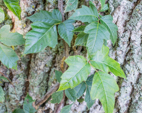 Poison Ivy On Tree Trunk Stock photo © brm1949