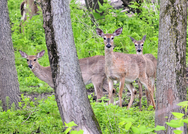 Whitetail Deer Buck Stock photo © brm1949