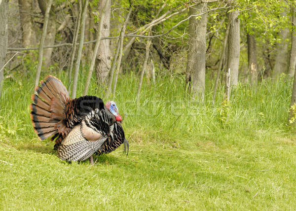 Wild Turkey (Meleagris gallopavo) Stock photo © brm1949