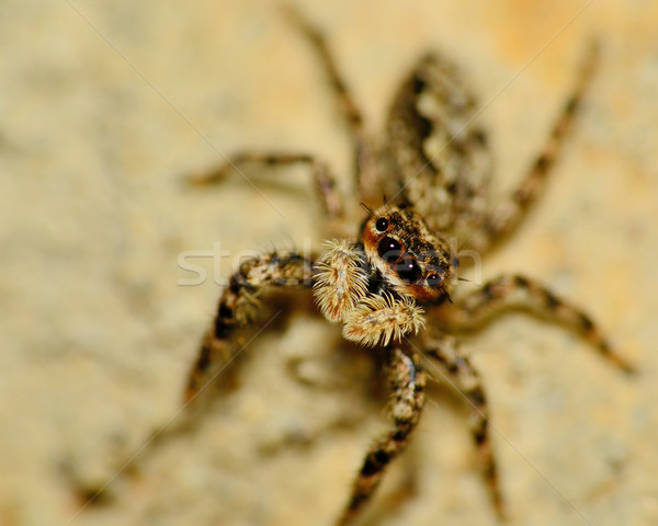 Jumping Spider Stock photo © brm1949