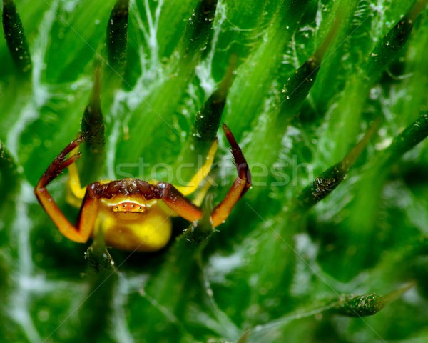 краба Spider макроса ждет добыча Сток-фото © brm1949