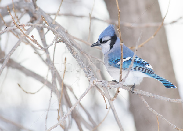 ストックフォト: 青 · 自然 · 鳥 · 動物 · 森