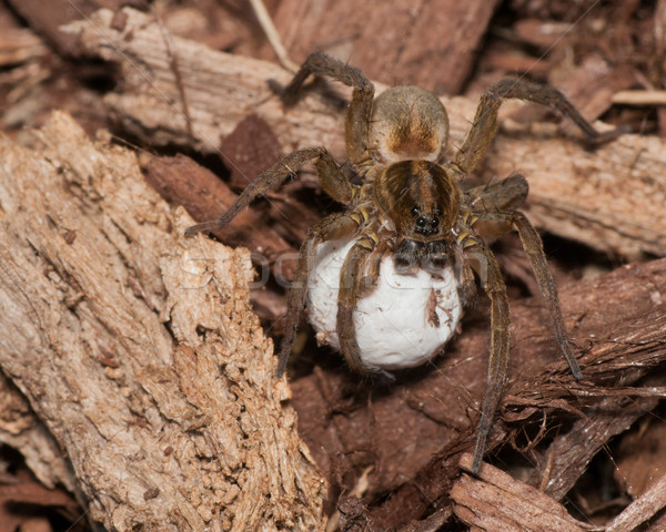 Wolf Spider With Egg Sack Stock photo © brm1949