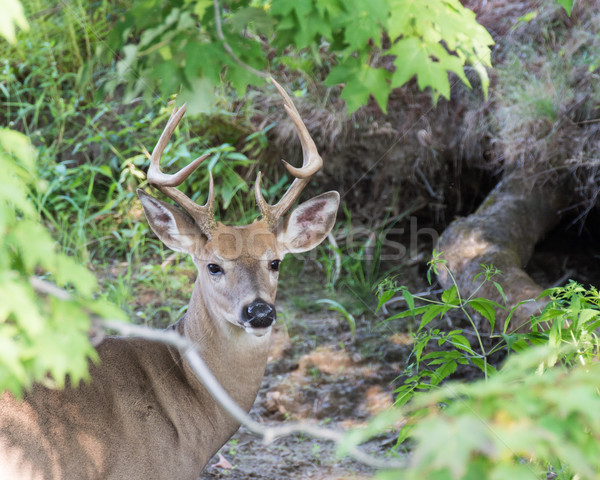 Whitetail Deer Buck Stock photo © brm1949