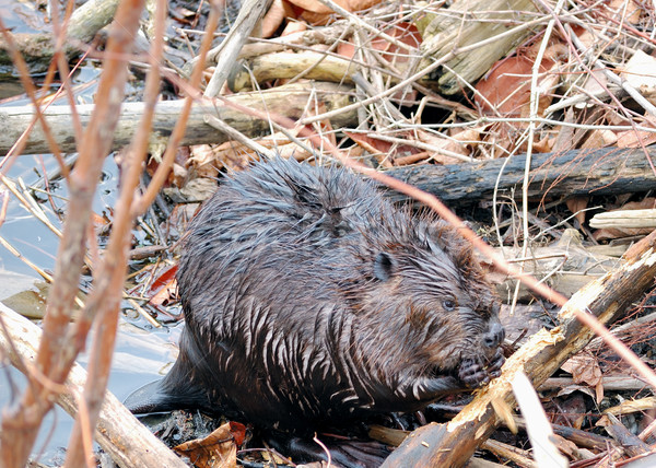 Beaver Stock photo © brm1949